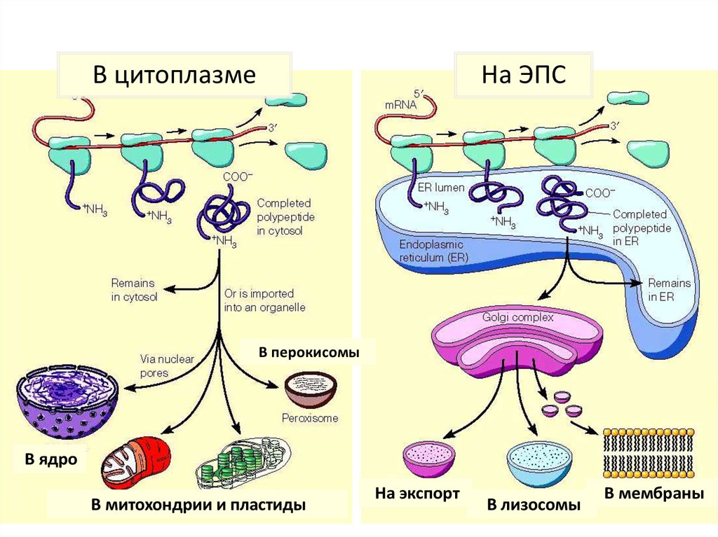 Синтез белка презентация 10 класс биология