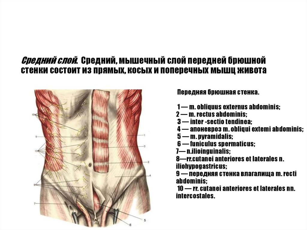 Области брюшной стенки живота. Переднебоковая стенка живота мышцы. Послойная анатомия передней брюшной стенки. Переднелатеральная область брюшной стенки. Топография переднебоковой брюшной стенки.