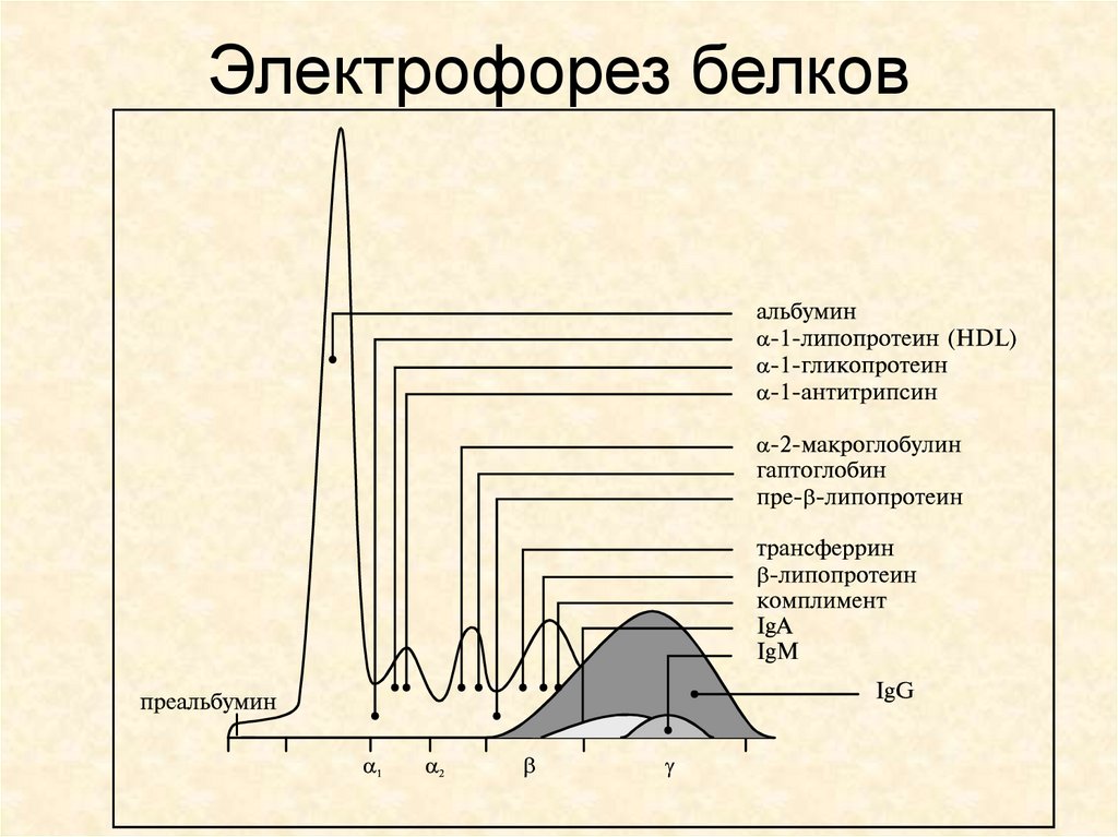 Электрофорез белков