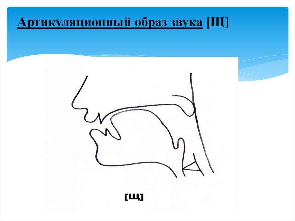 Образ звука. Артикуляционный образ звука с. Артикуляция звука щ. Произнесение звука щ.