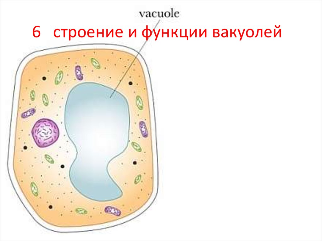 Клеточные включения функции