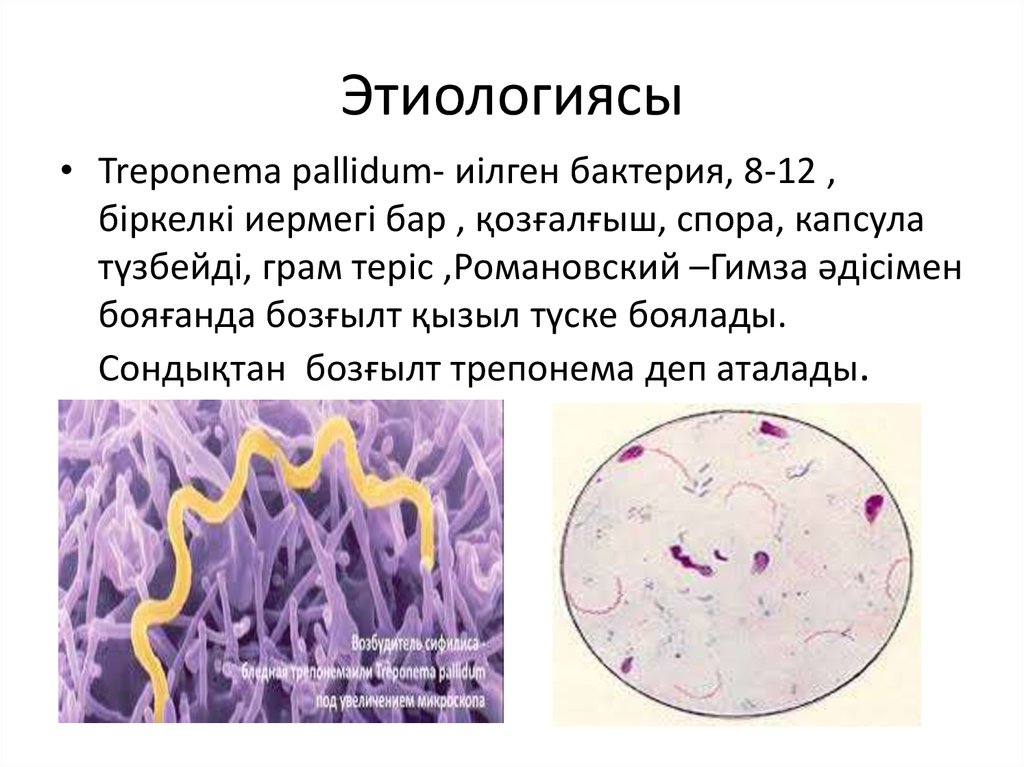 Treponema pallidum в рмп качественно. Трепонема паллидум строение. Трепонемы микробиология. Антигены трепонемы паллидум.