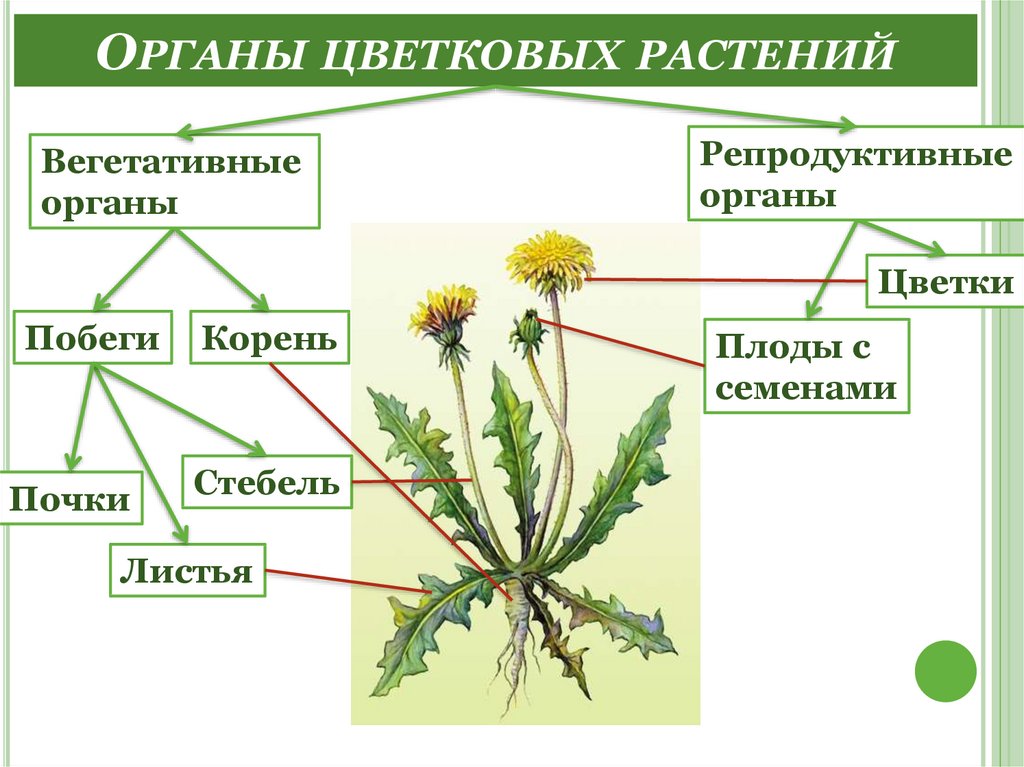 Органы цветковых растений