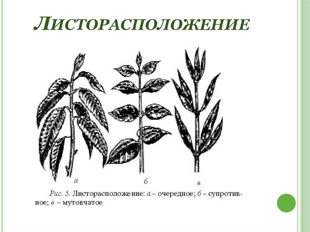 Формулы и диаграммы листорасположения