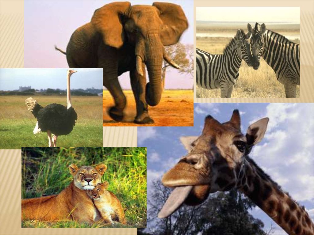 Африки животный география. Разнообразие природы Африки. Природа материка Африка. Проект путешествие по Африке. Путешествие по материку Африка.