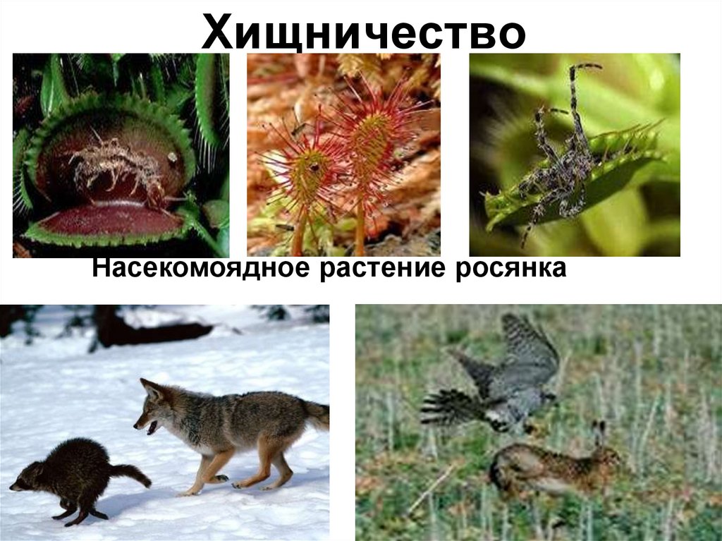 5 примеров хищничества. Хищничество это в биологии. Хищничество в природе. Хищничество растений и животных. Биотические факторы хищничество.