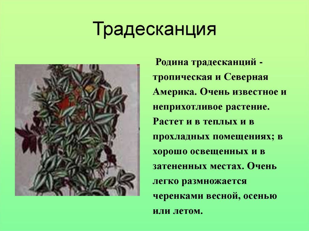 Презентация комнатные растения 2. Традесканция Родина растения 2 класс. Традесканция Родина растения 2. Родина цветка традесканция. Сообщение о традесканции.