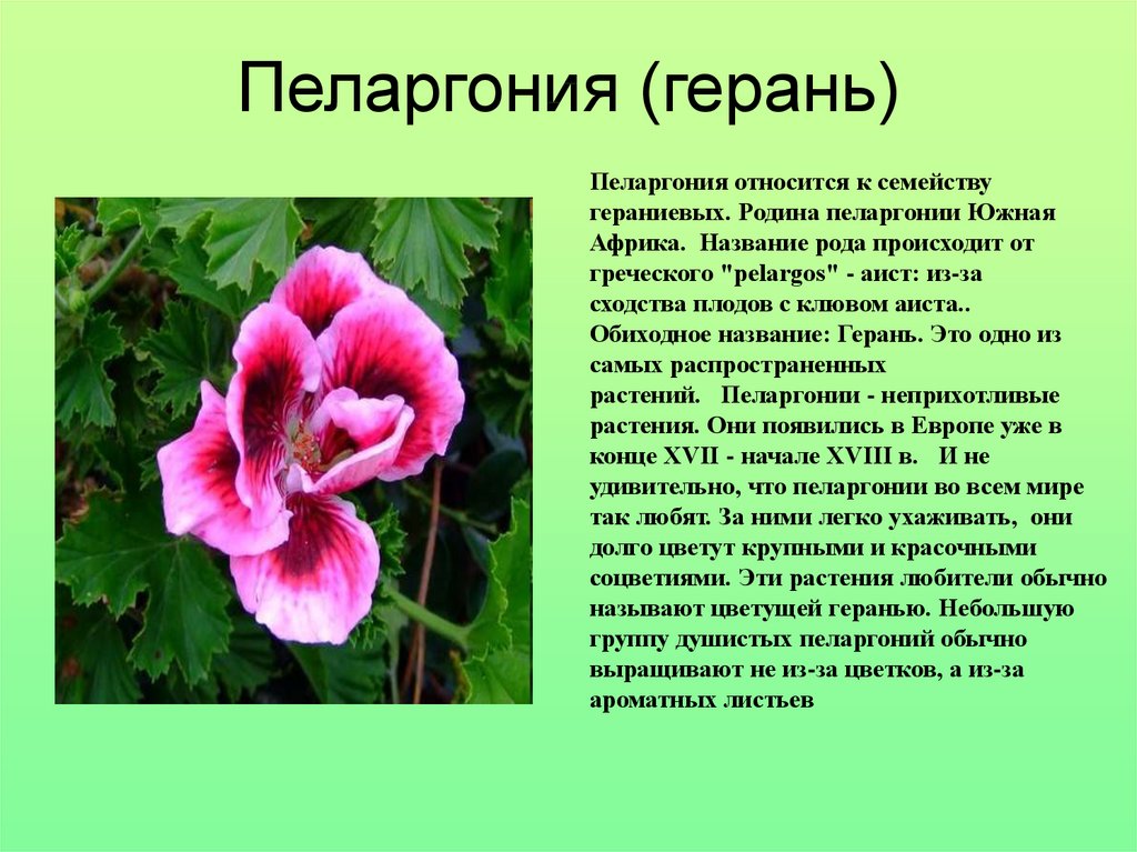 Герань описание. Герань Родина растения. Родина пеларгонии. Пеларгония паспорт растения. Герань Родина герани.