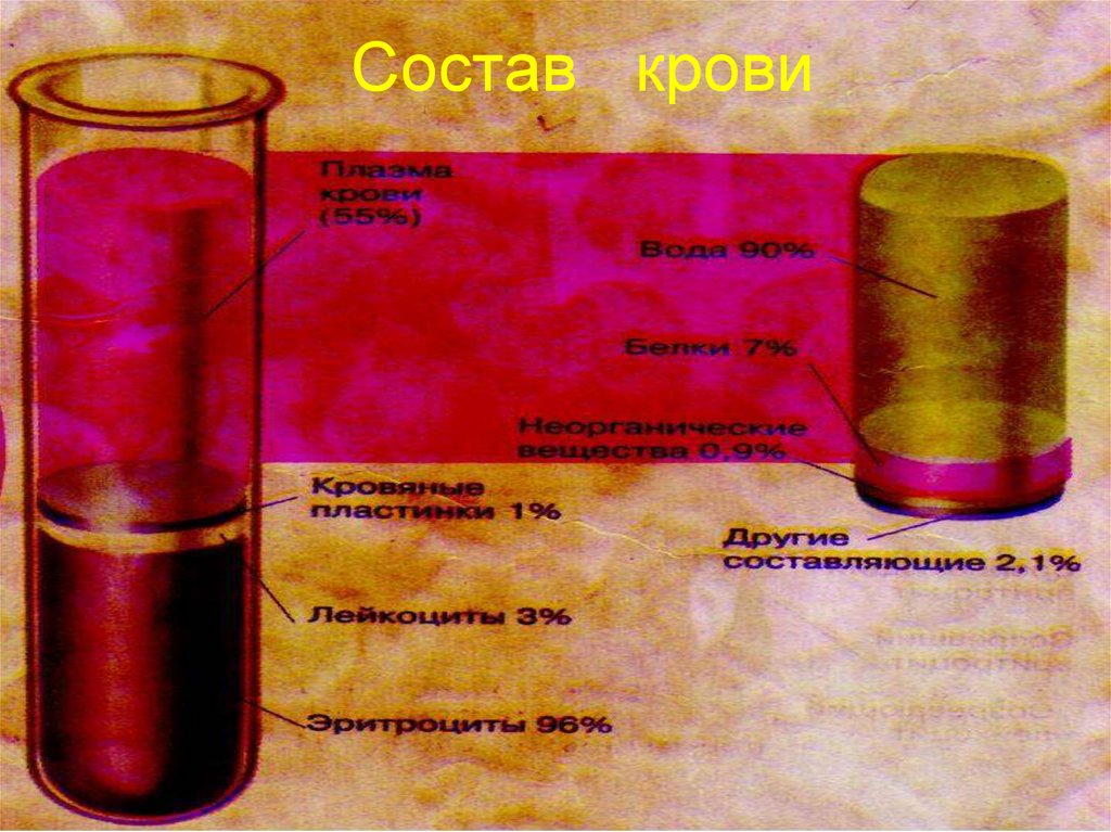 Состав крови фото