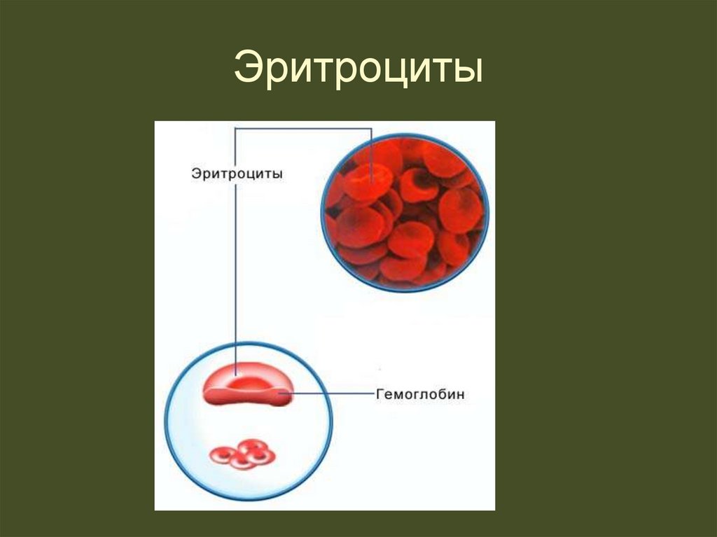 Эритроциты рисунок. Эритроциты биология 8 класс. Эритроциты презентация. Компоненты эритроцитов. Внутренняя среда эритроцитов.