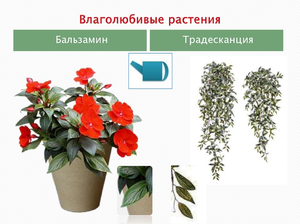 Влаголюбивые растения рисунок 2 класс окружающий мир