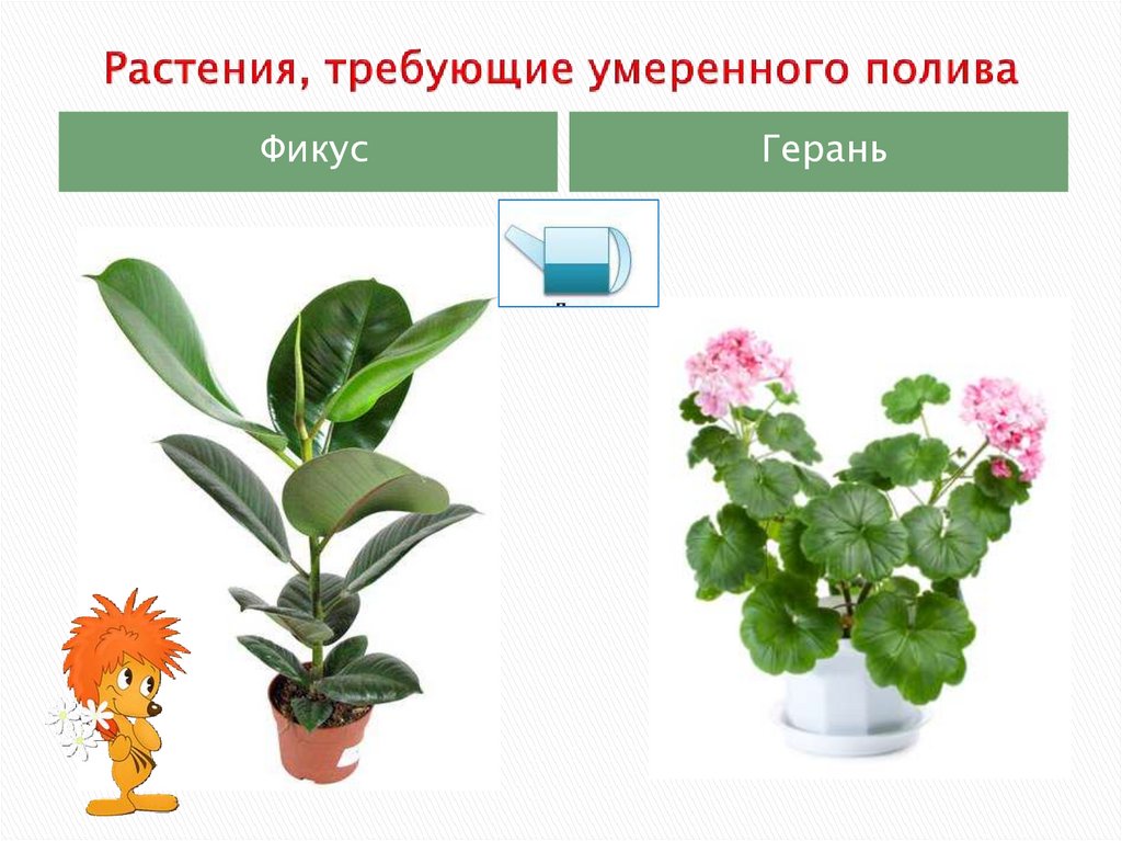 Не требуя наличия каких. Растения требующие умеренного полива. Умеренные комнатные растения. Растения не требующие полива. Комнатные растения не требующие частого полива.