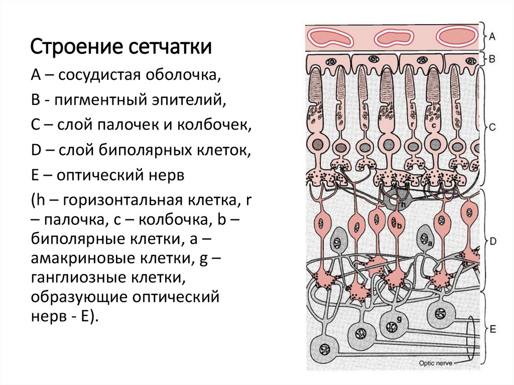 Слои сетчатки