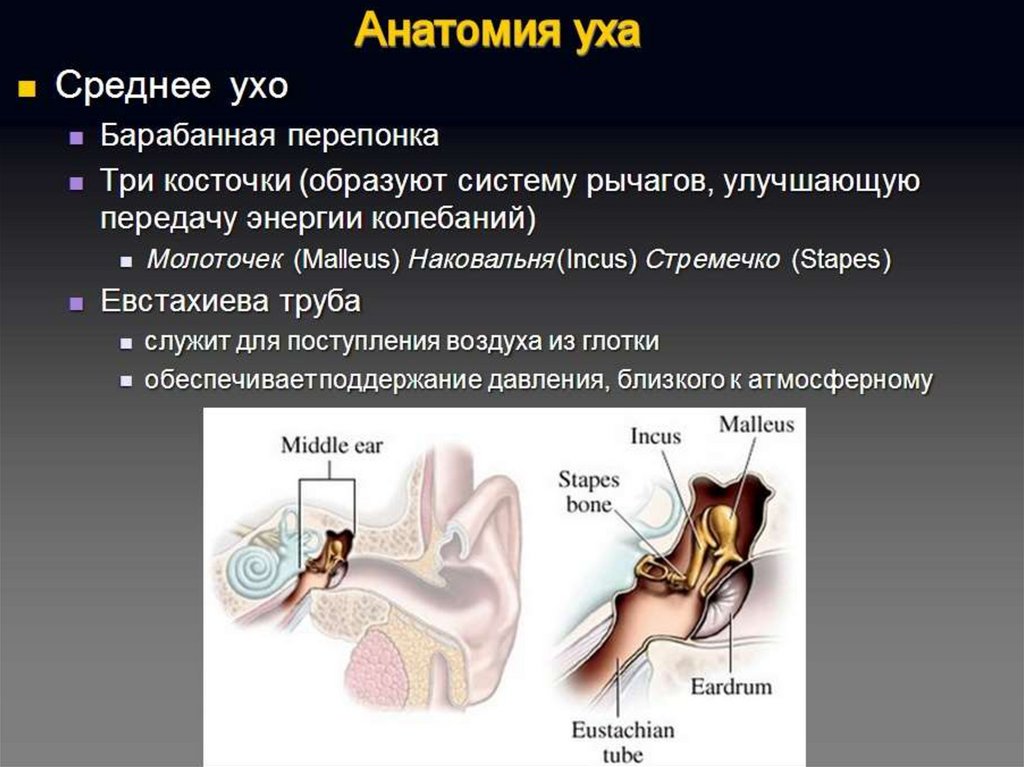 Кости среднего уха человека. Среднее ухо. Строение среднего уха. Анатомия среднего уха. Полость среднего уха функции.