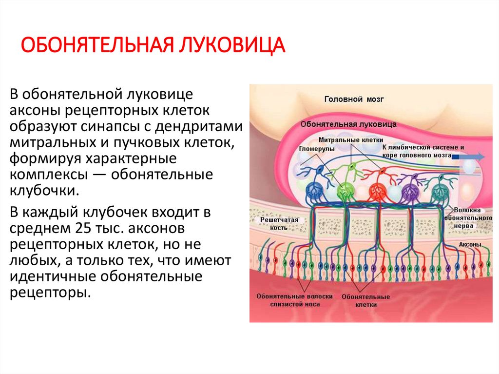 Виды обонятельной информации