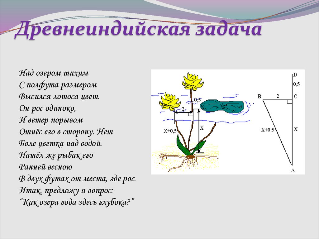 Задачи роса. Древнеиндийская задача над озером тихим. Древнеиндийская задача про Лотос. Задача над озером тихим. Задача над озером тихим с полфута размером высился.