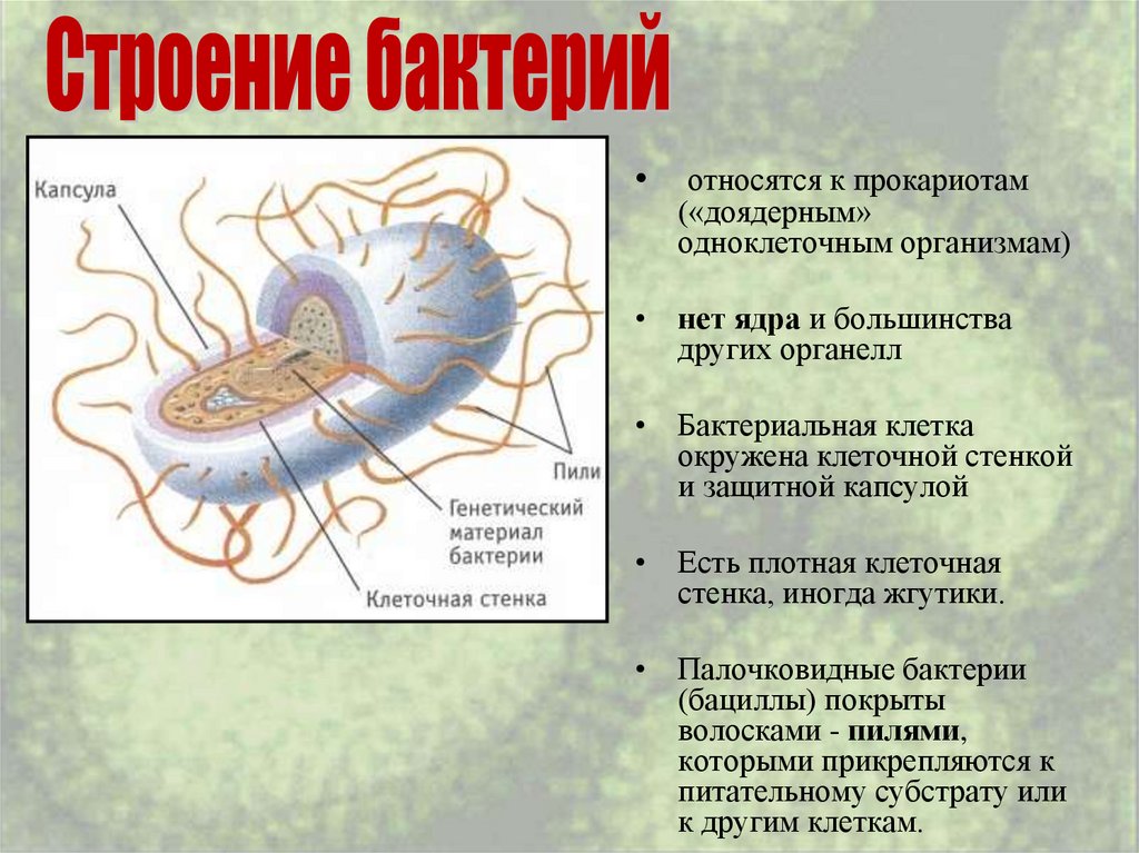 Прокариоты клетки бактерии. Доядерные организмы прокариоты. Бактерии относятся к прокариотам. Бактерии являются прокариотами. Бактериальная клетка.