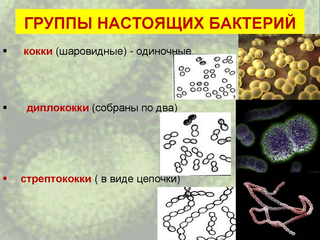 Представители группы бактерии. Шаровидные бактерии кокки рисунок. Группы бактерий 5 класс биология кокки. Строение кокковидных бактерий. Бактерий диплококки что такое кокки.