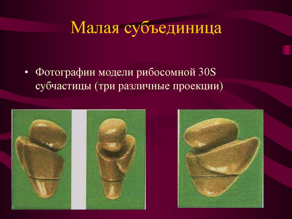 Малая субъединица