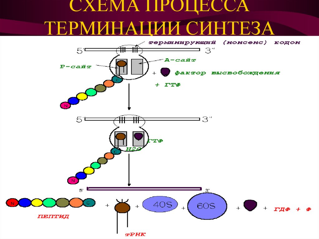 CХЕМА ПРОЦЕССА ТЕРМИНАЦИИ СИНТЕЗА БЕЛКА