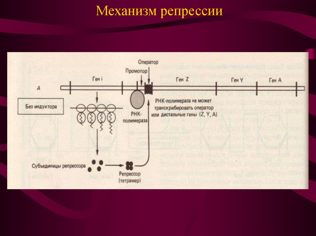 Репрессия синтеза белка