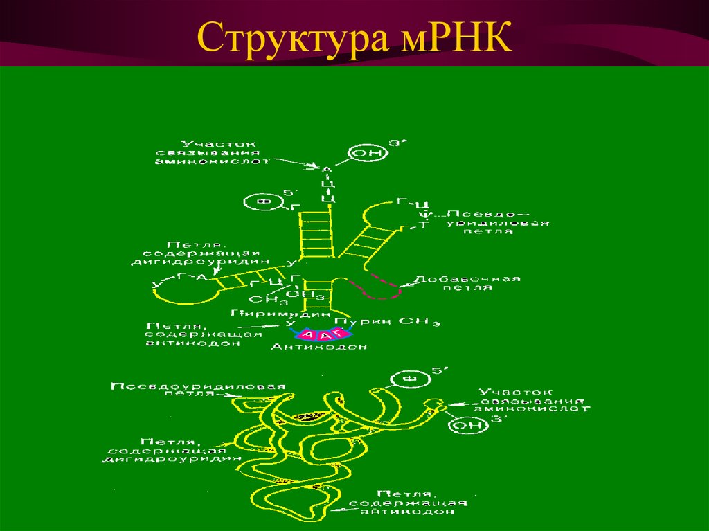 Мрнк. Строение информационной РНК биохимия. Строение матричной РНК биохимия. Структура МРНК биохимия. Структура и функции МРНК биохимия.