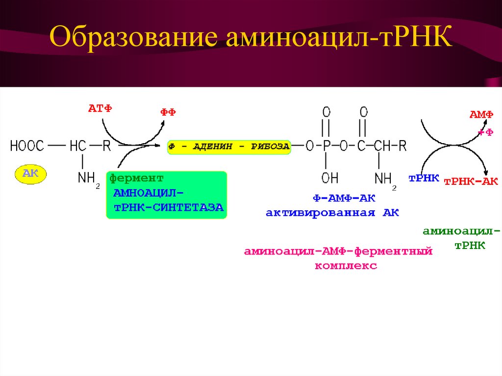 Схема образования аминоацил трнк