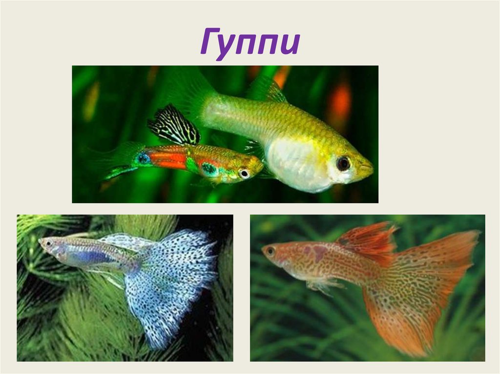 Гуппи рыбки виды фото и названия на русском языке