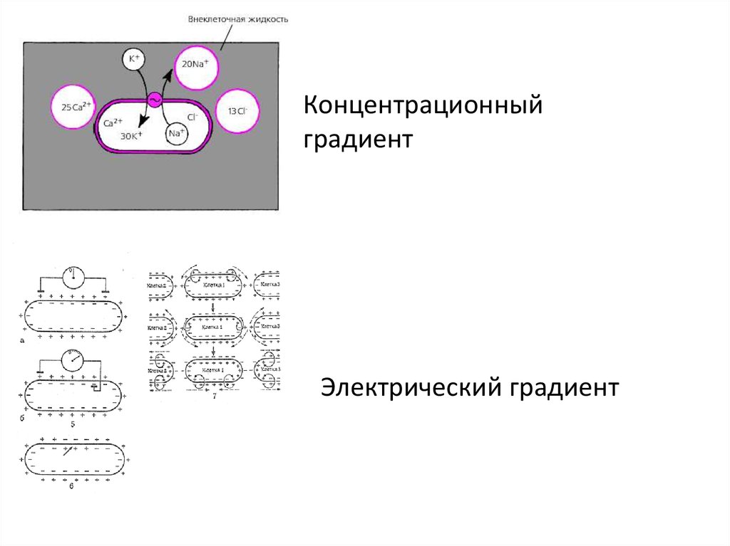 Электрический градиент. Концентрационный и электрический градиент. Электрический градиент это физиология.