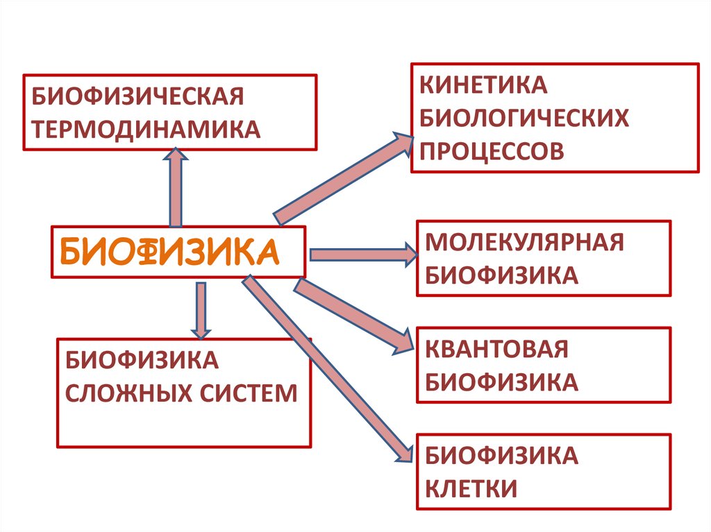 Биологическая термодинамика