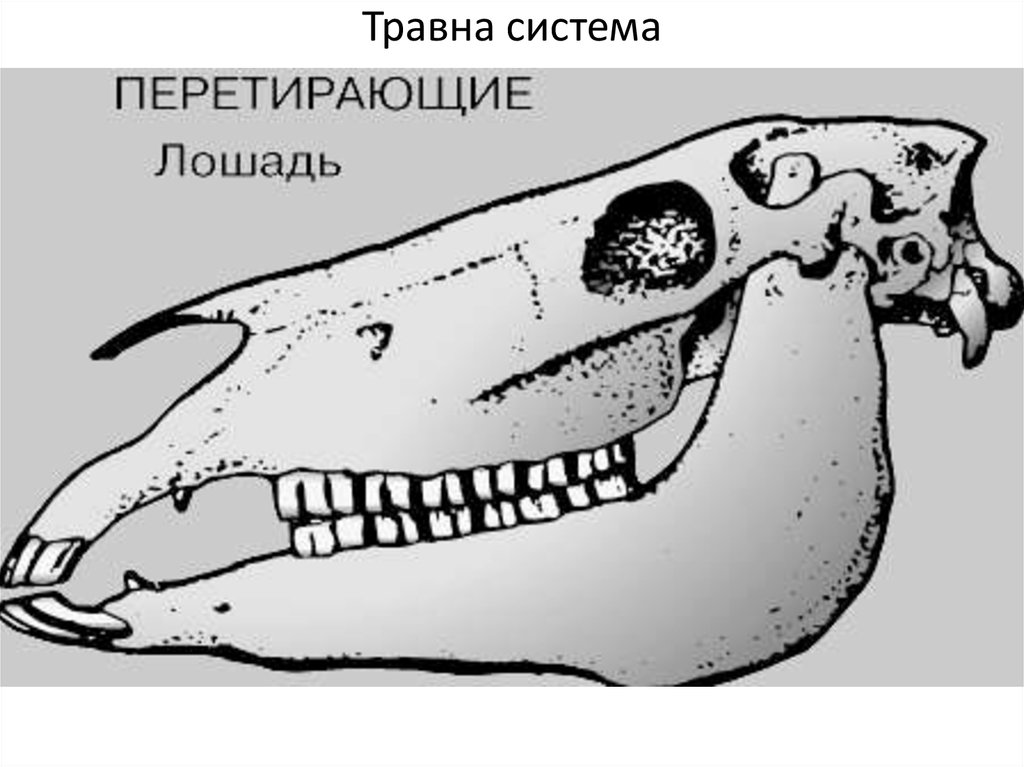 Гетеродонтная зубная система есть у льва. Зубная система хищных млекопитающих. Череп лошади зубная формула. Строение челюсти млекопитающих Хищные. Зубная формула непарнокопытных.