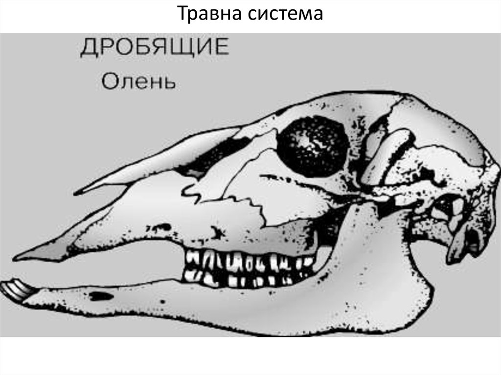 Гетеродонтная зубная система у млекопитающих. Череп млекопитающих. Черепа отрядов млекопитающих. Череп хищных млекопитающих. Зубные формулы отрядов млекопитающих таблица.