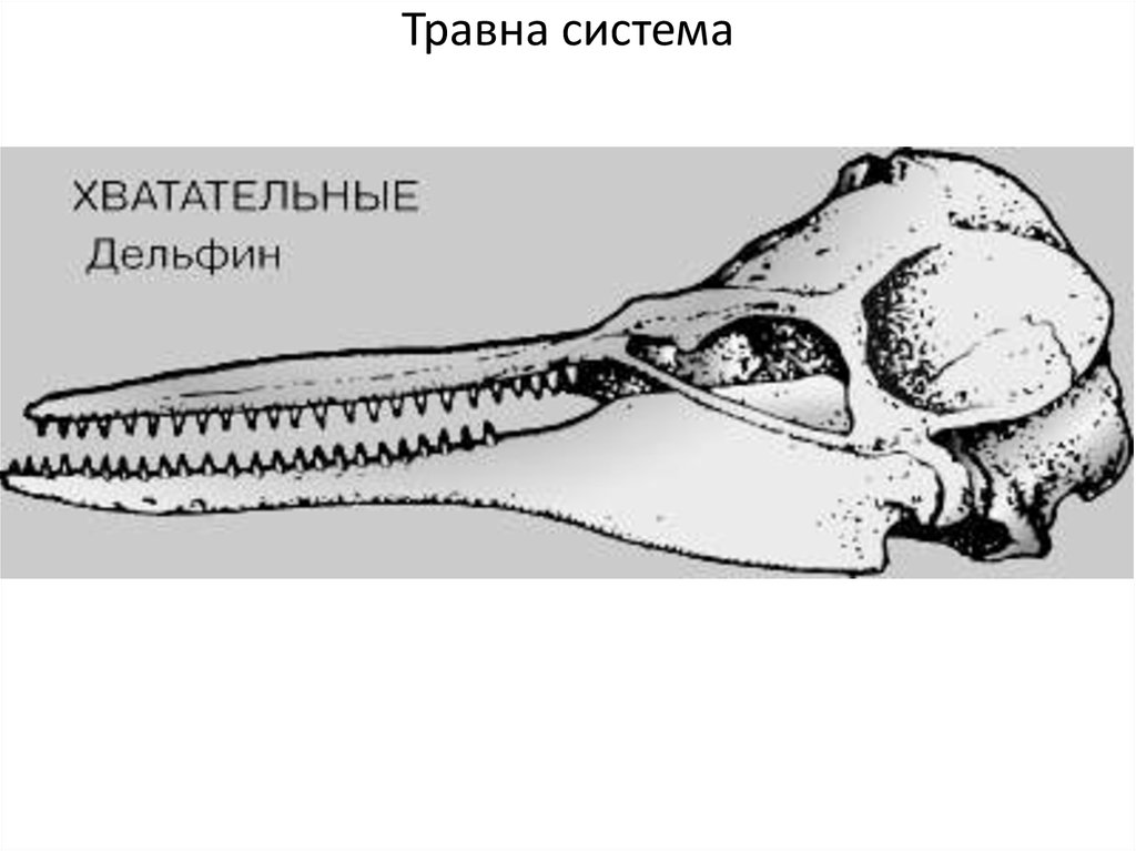 Изучите строение черепа млекопитающего. Отряд китообразные зубная формула. Зубная система насекомоядных млекопитающих. Формула зубов китообразных млекопитающих. Зубная система дельфина.
