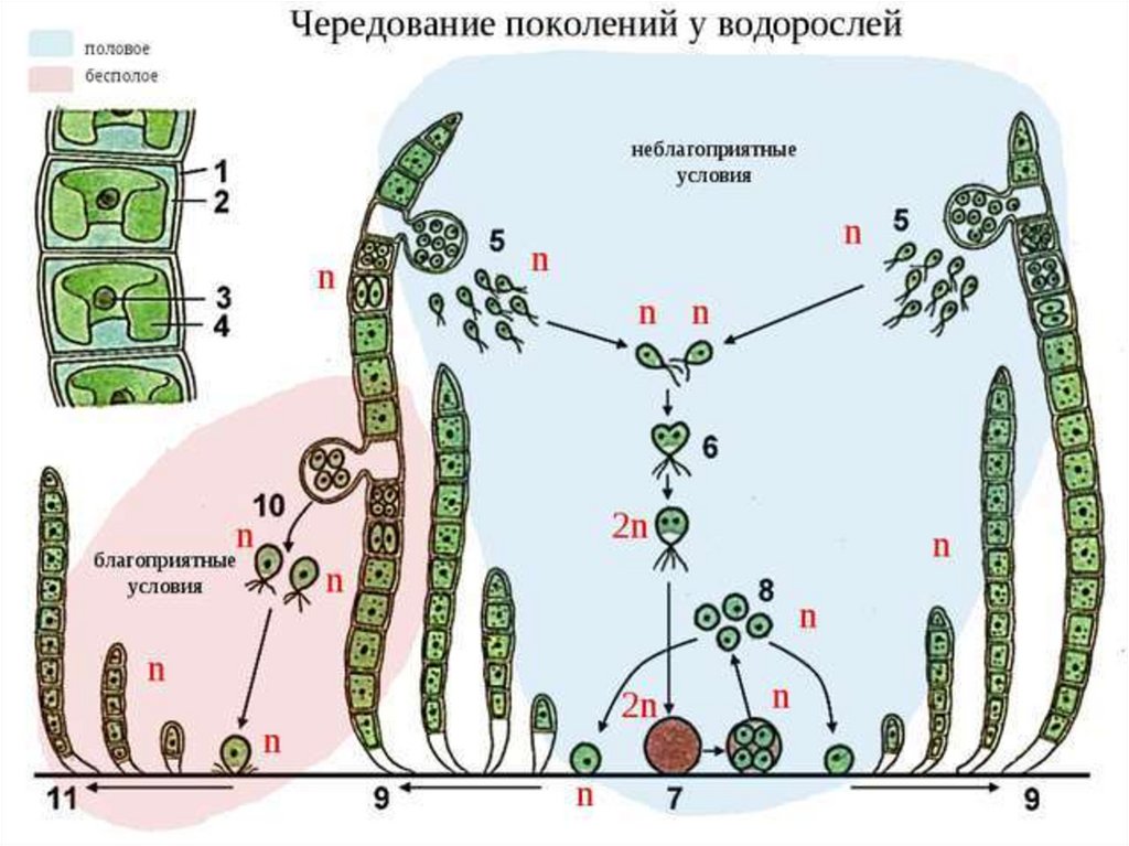 Схема развития бурой водоросли