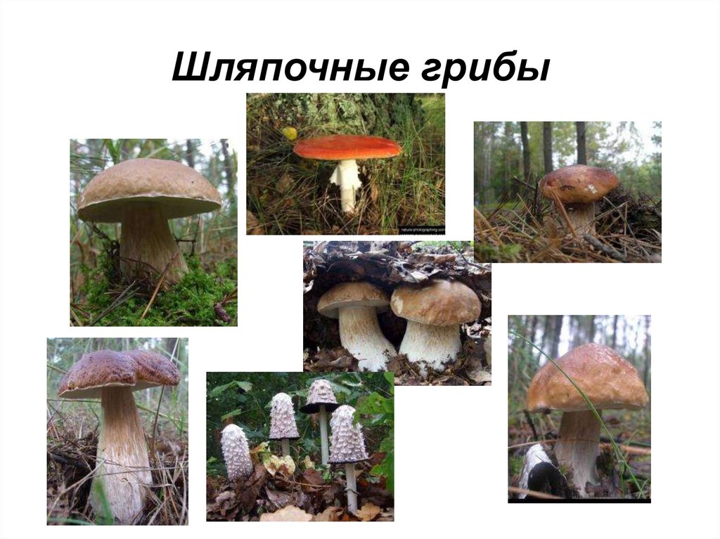 Шляпочные грибы водоросли. Шляпочные грибы. Разнообразие шляпочных грибов. Не Шляпочные грибы. Ядовитые Шляпочные грибы.