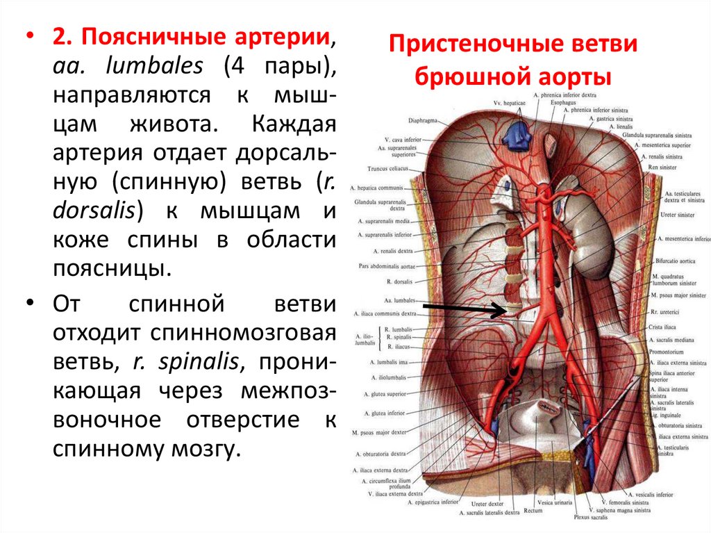 2. Аорта и ее отделы. Ветви дуги аорты и ее грудной части.