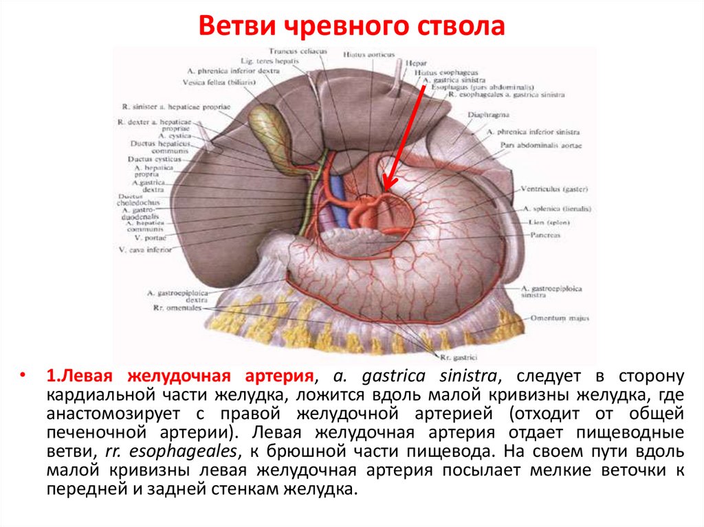 Чревный ствол и его ветви. Анатомия чревного ствола кт. Непарные ветви брюшной аорты. Синтопия чревного ствола.