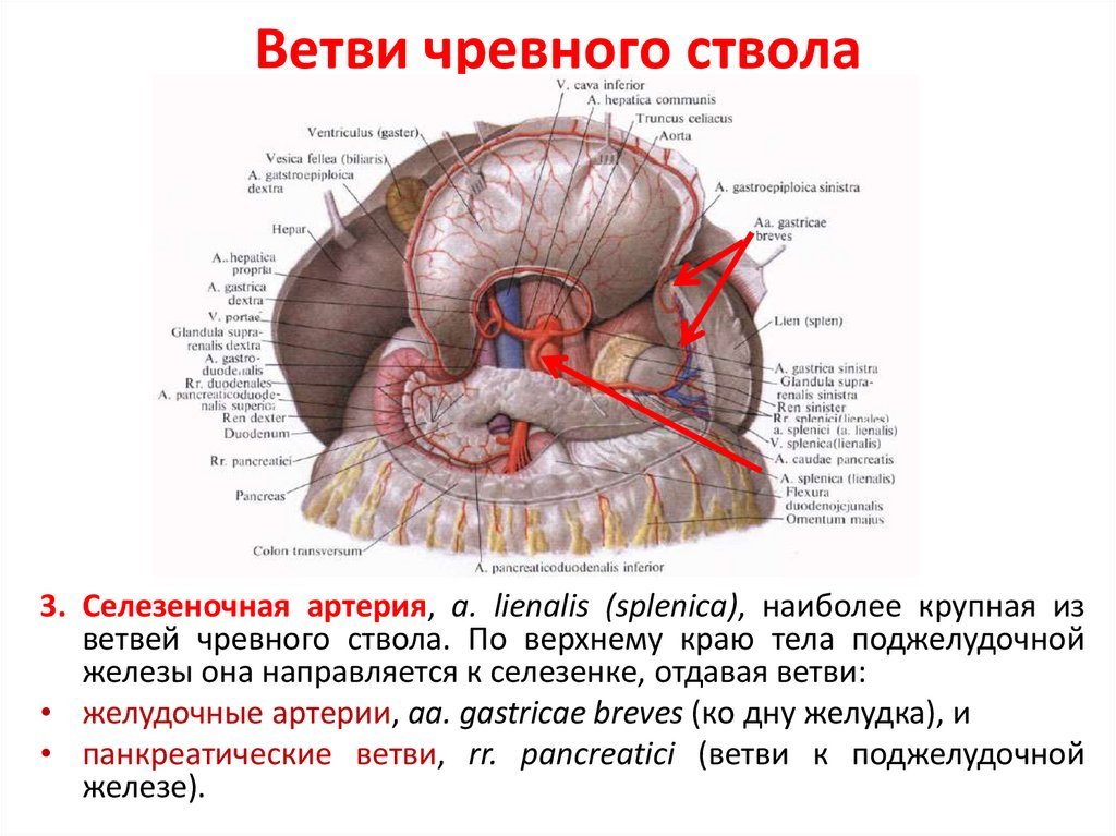 Чревный ствол анатомия схема