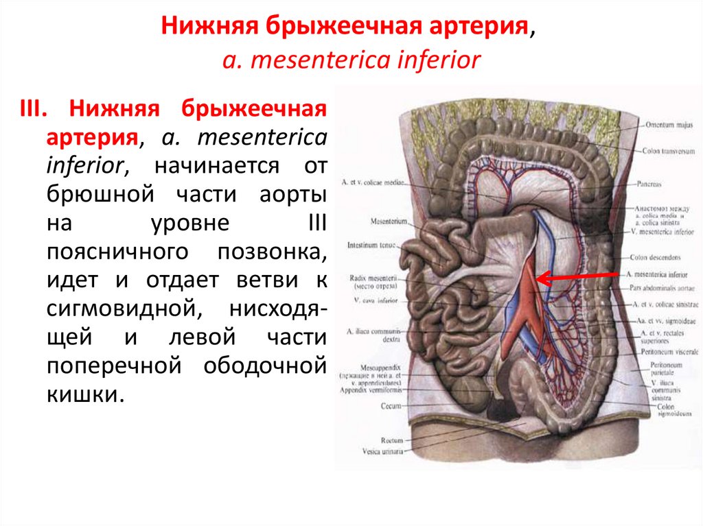 Anatomiya Grudnoj I Bryushnoj Aorty Online Presentation