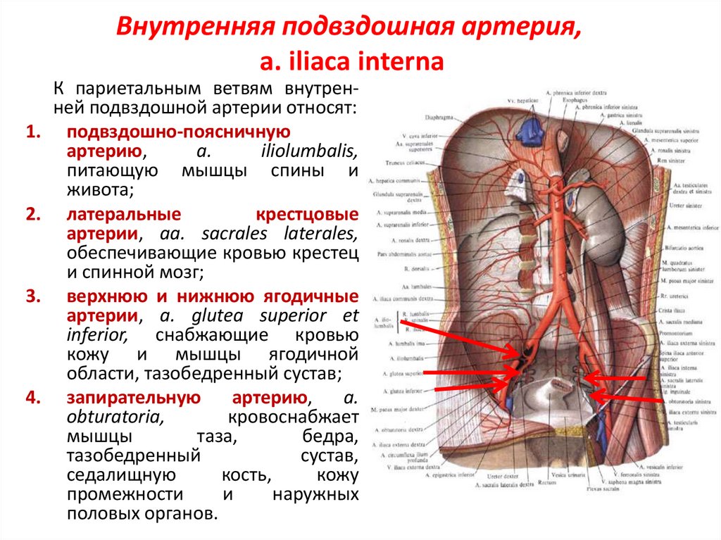 Наружная подвздошная артерия схема