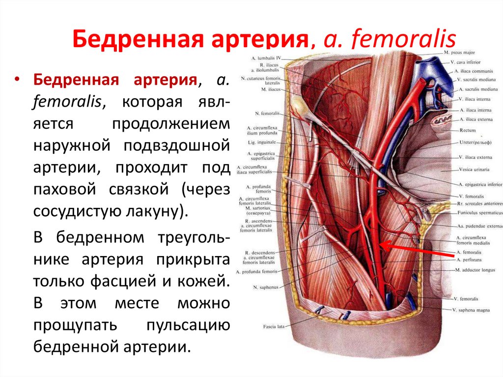 Правая подвздошная артерия. Синтопия бедренной артерии. Бедренная артерия топография ветви. Бедренная Вена топография. Бедренная артерия и Вена анатомия.