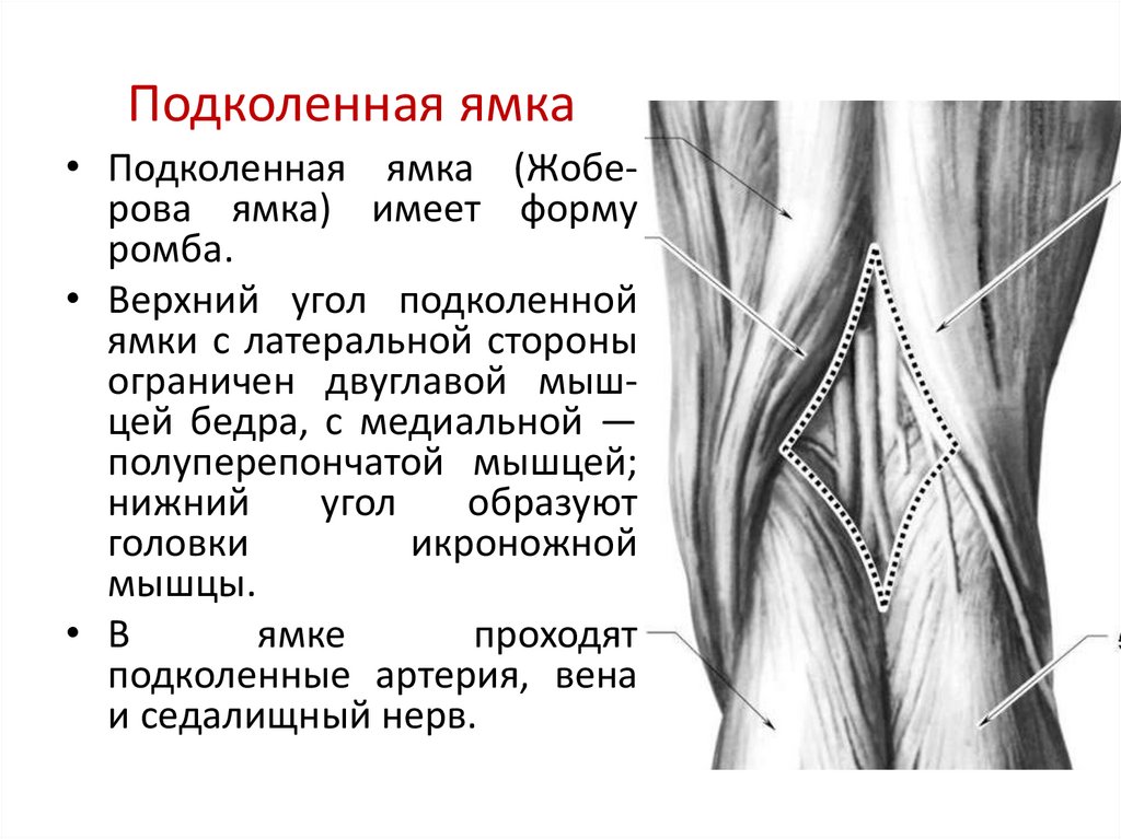 Подколенно бедренного. Подколенная ямка образование анатомия. Жоберова ямка подколенная артерия. Топография подколенной ямки топографическая анатомия. Анатомия сосудов подколенной ямки.