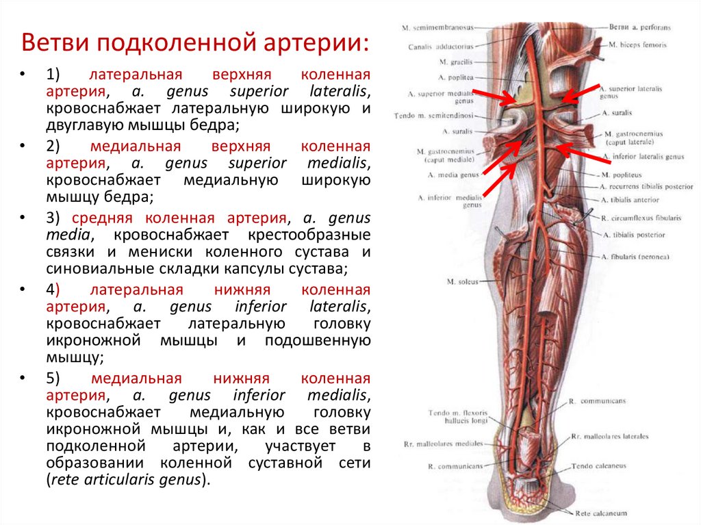 Эмболия латынь. Задняя большеберцовая Вена топографическая анатомия. Задняя большеберцовая артерия анатомия. Передняя большеберцовая артерия (a. Tibialis anterior):. Артерии кровоснабжающие нижние конечности.