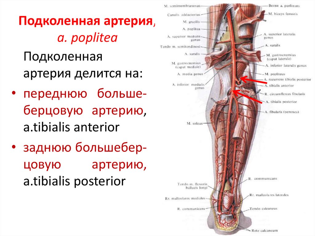 Функция отдела нижних конечностей. Подколенная Вена анатомия ветви. Передняя большеберцовая артерия (a. Tibialis anterior):. Задняя большеберцовая артерия схема. Малоберцовая артерия (a. Fibularis):.