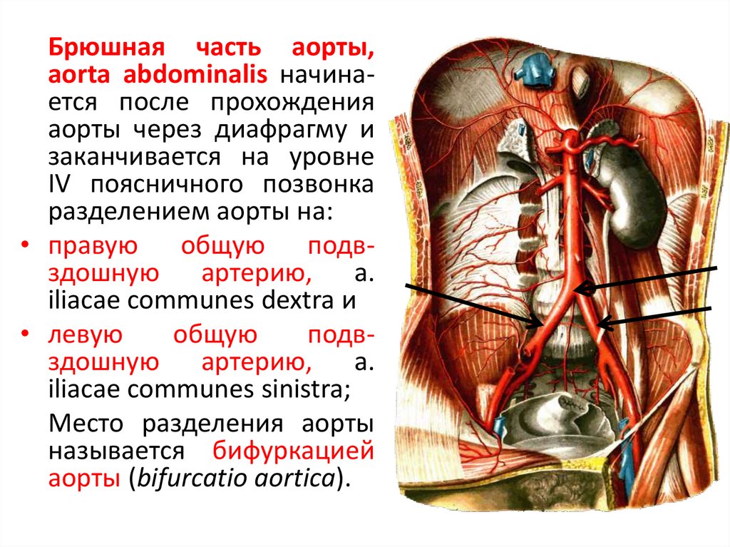 Где находится аорта сердца у человека фото