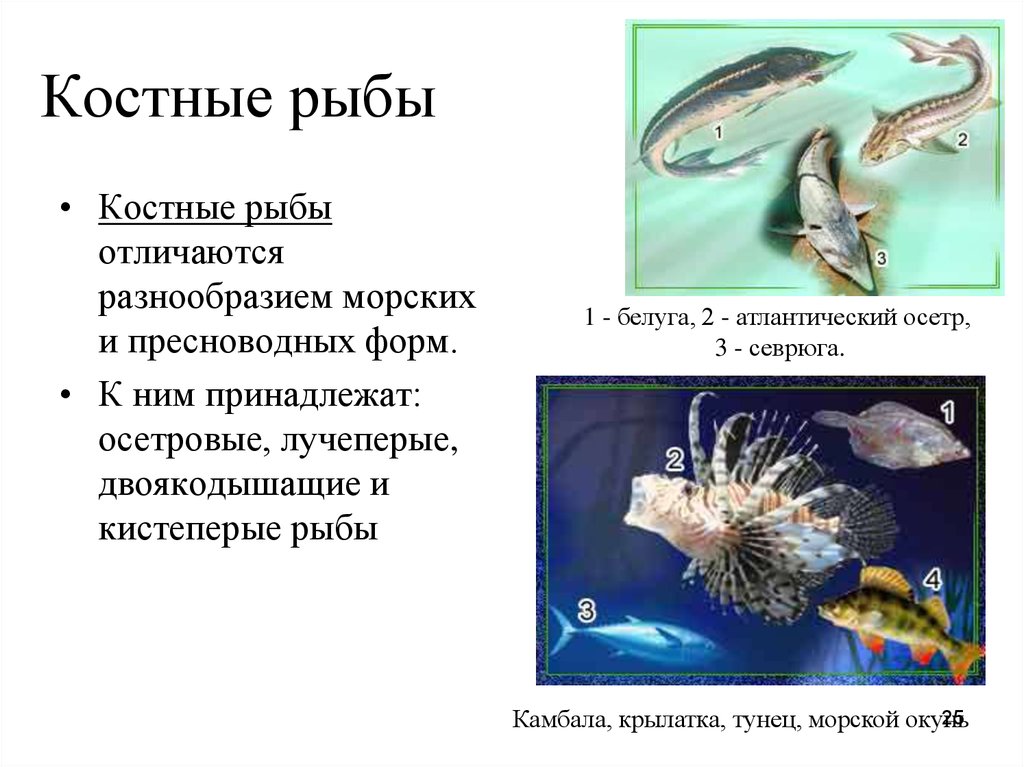Костные рыбы