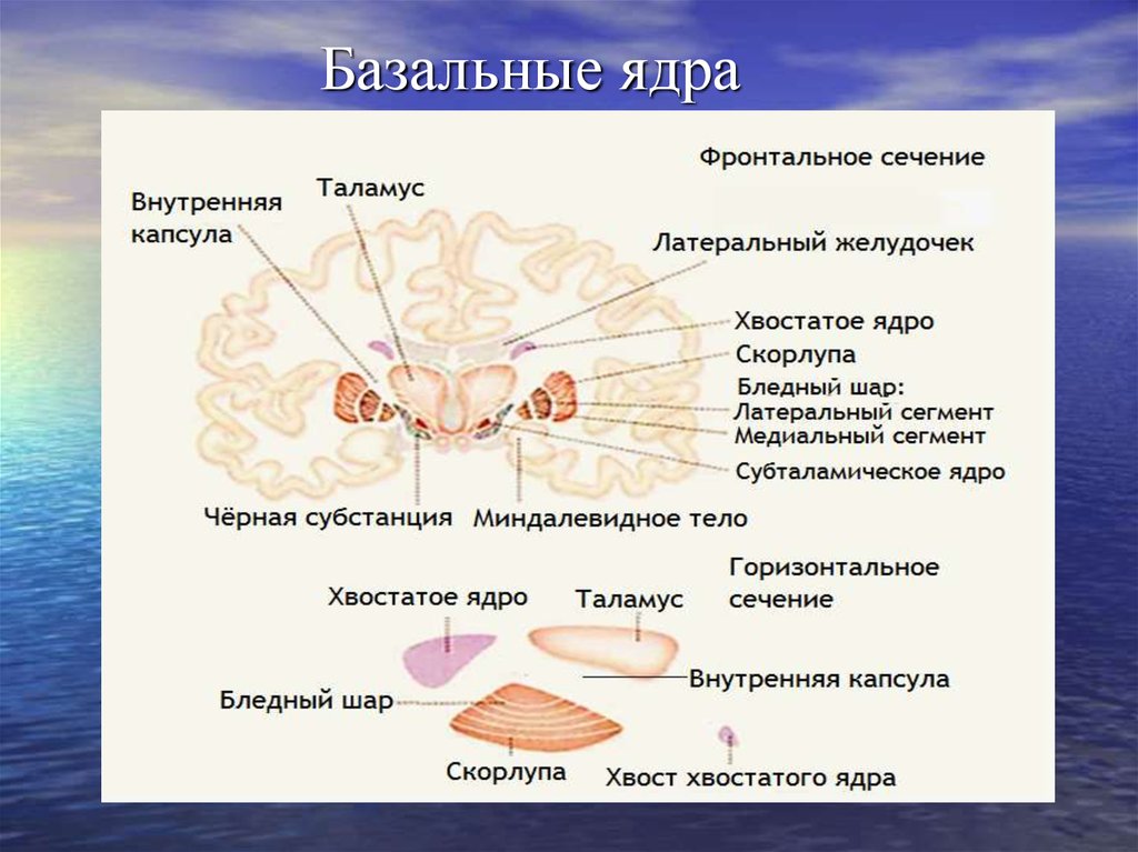 Подкорковые ядра полушарий. Базальные ядра головного мозга функции. Строение базальных ядер. Важнейшие подкорковые базальные ядра. Хвостатое ядро мозга строение.