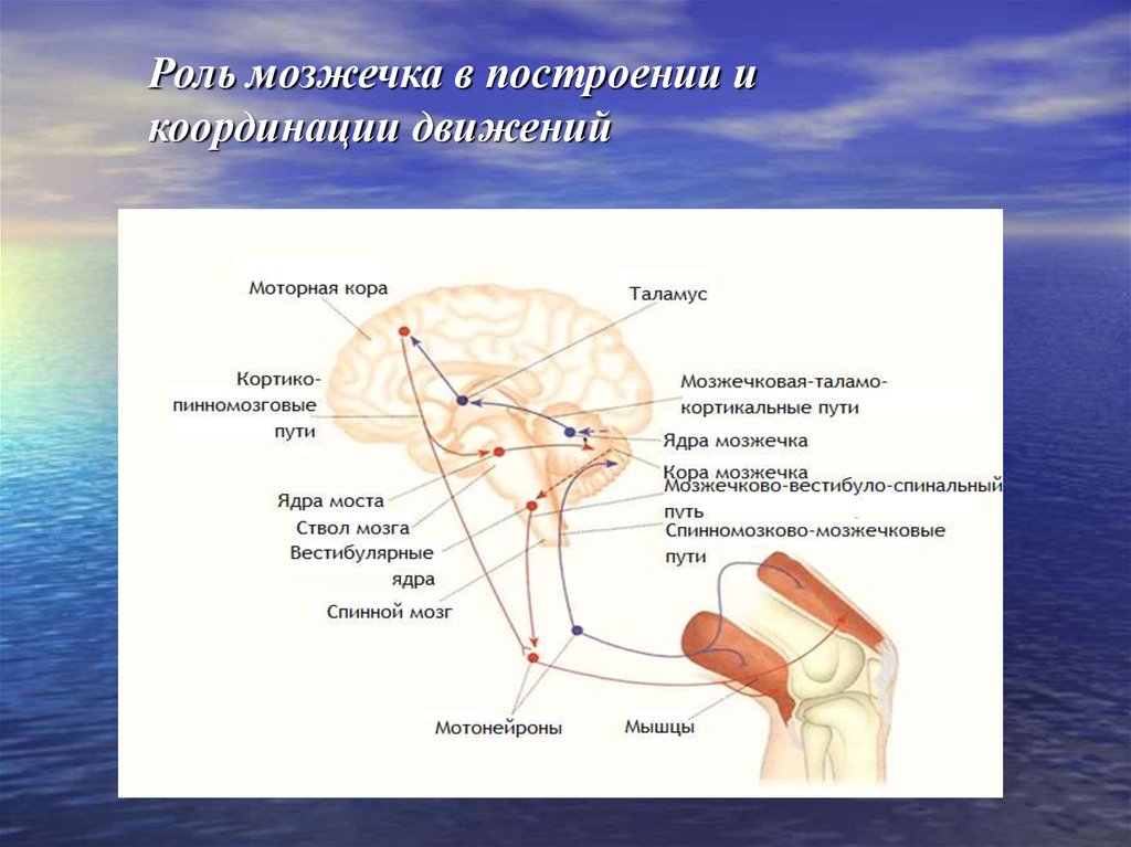 Отдел головного мозга обеспечивающий координацию движений. Строение мозжечка физиология. Координация движений мозжечок. Промежуточная зона мозжечка. Функциональные зоны мозжечка.