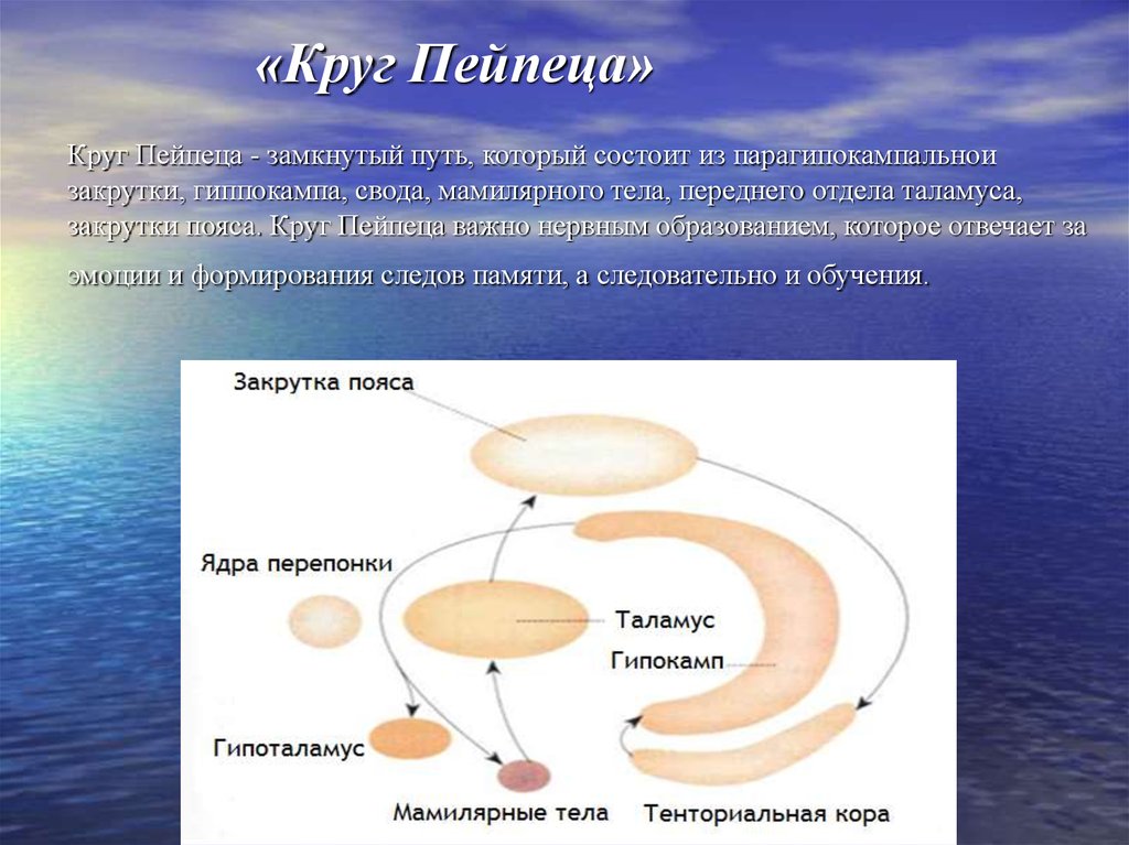 Система круг. Большой лимбический круг Пейпеца. Круг Пейпеца лимбическая система. Лимбический круг Пейпеца физиология. Круг Пейпеца структуры.