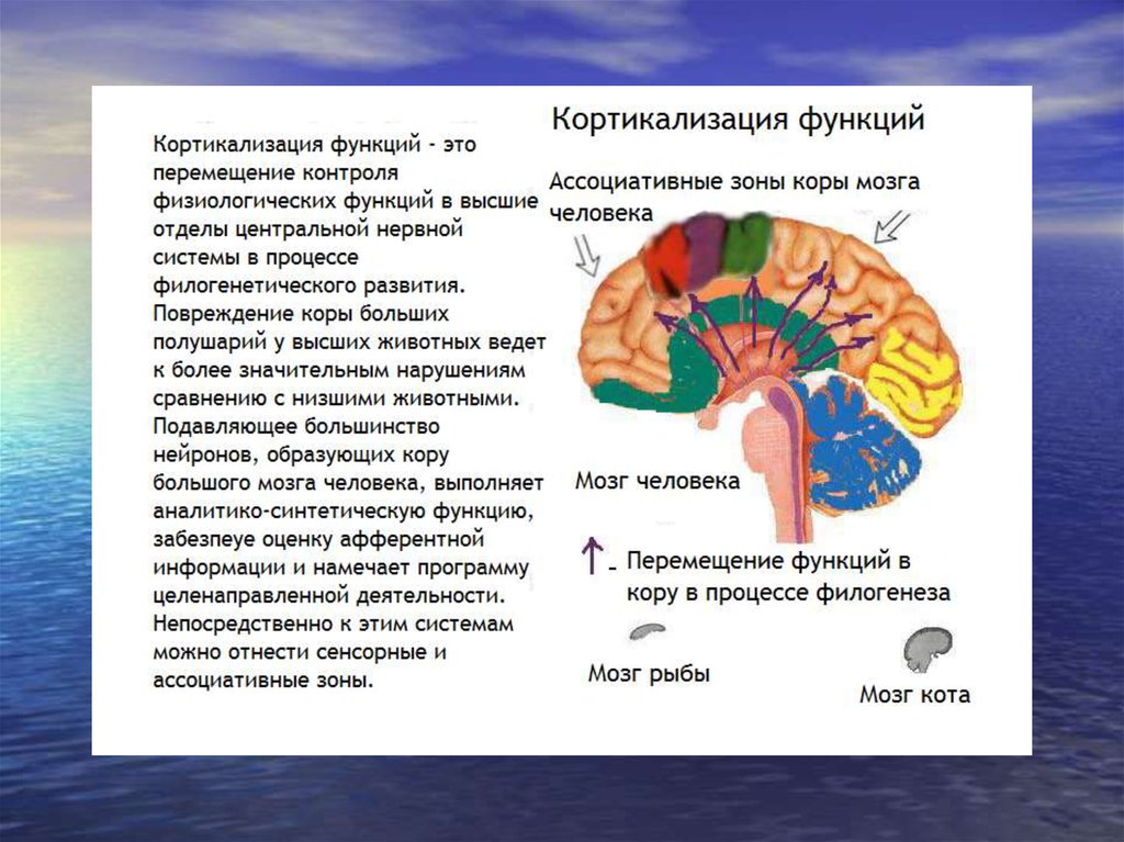 Роль коры головного мозга. Физиологическая организация мозга отделы головного мозга. Функции коры головного мозга физиология. Физиология коры полушарий головного мозга.